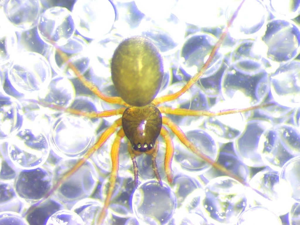 Theonina cornix
