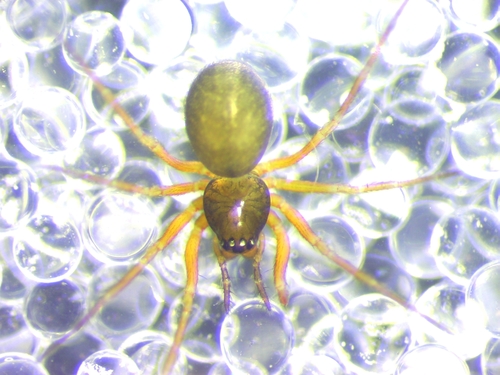 Theonina cornix