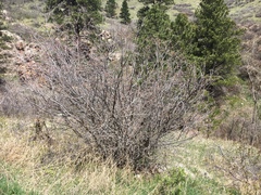 Acer glabrum