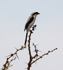 Lanius excubitoroides