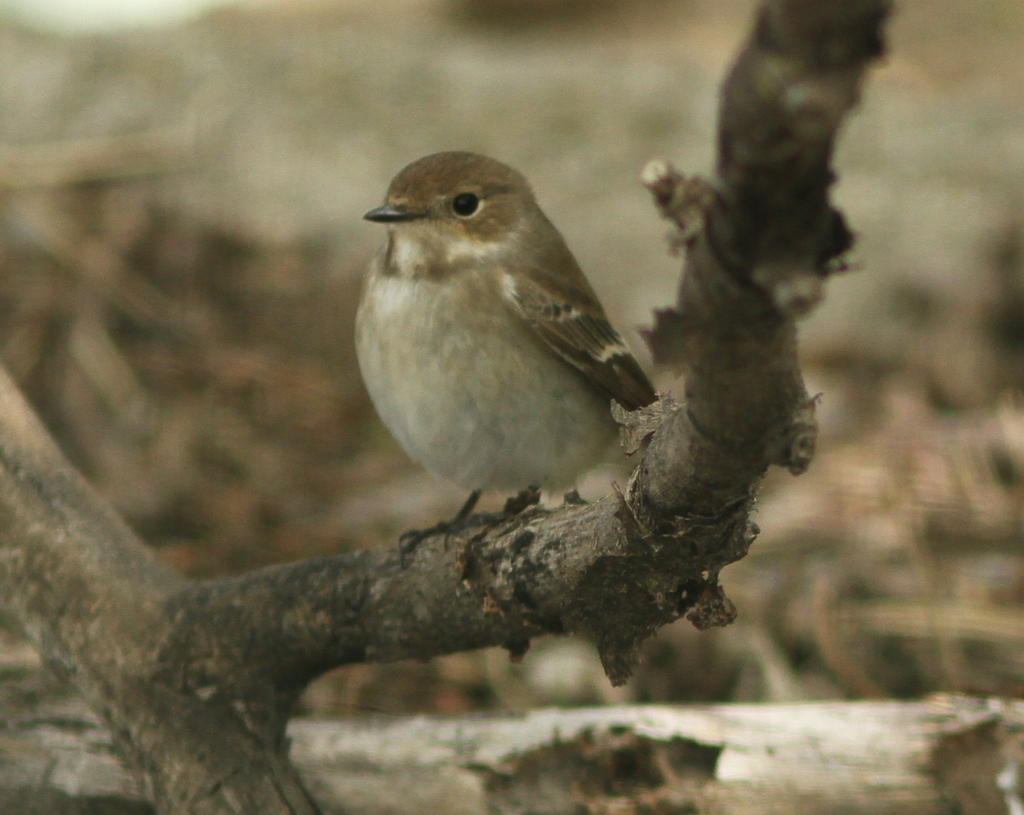 Western Pied Flycatcher