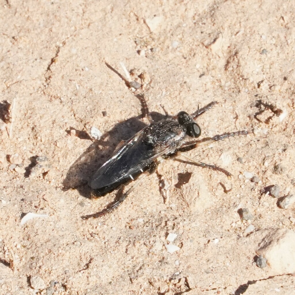 Saropogon punctipennis