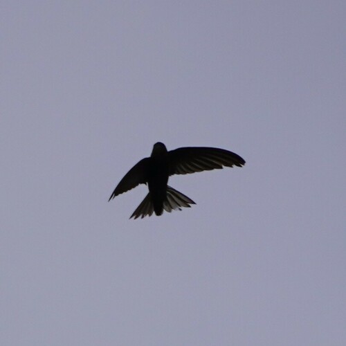 Plain Swift (Apus unicolor), photo 8