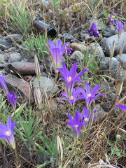 Brodiaea