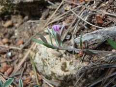 Polygala rupestris