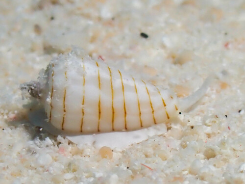 Imbricaria conularis observed 2024-02-08