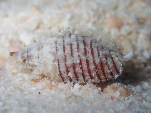 Domiporta filaris observed 2024-02-08