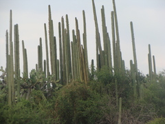 Lophocereus marginatus