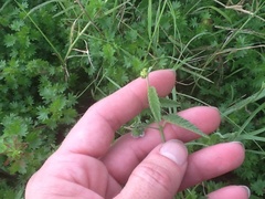 Acalypha radians