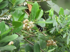 Tricalysia