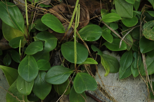 Foto de Peperomia limão