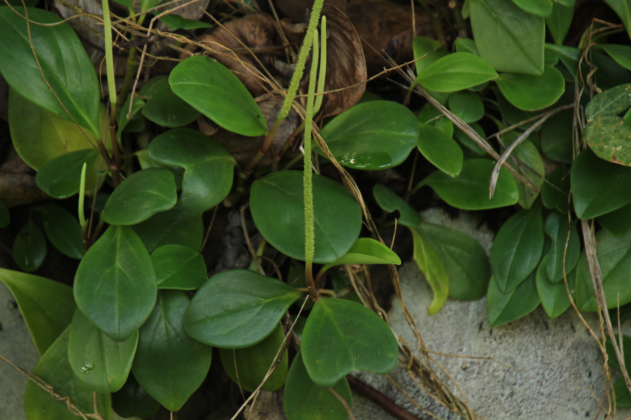 Imagem de Peperomia limão