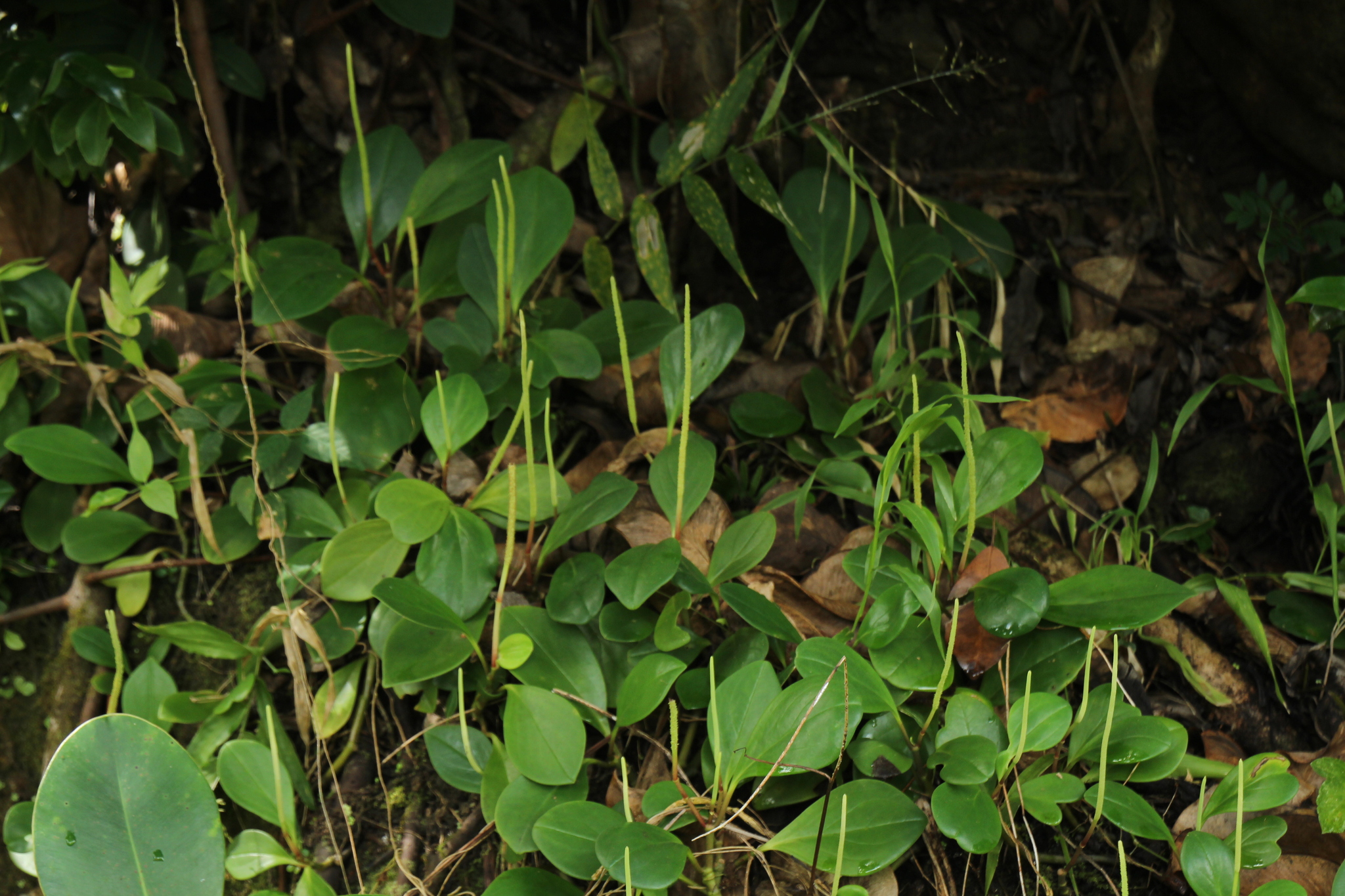 Imagem de Peperomia limão