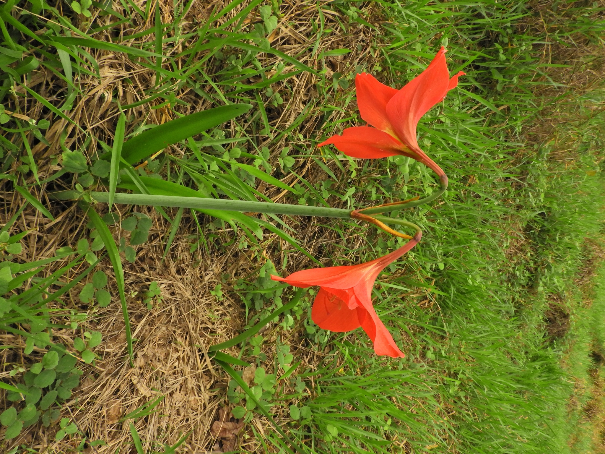 Hippeastrum puniceum