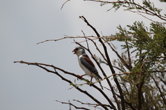 Polihierax semitorquatus