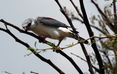 Polihierax semitorquatus