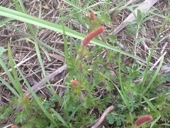 Acalypha radians