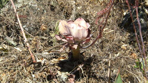 Echeveria gibbiflora