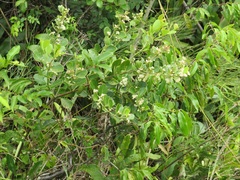 Gymnosporia markwardii