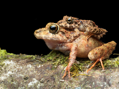 Trench Robber Frog photo 2