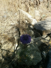 Echinops adenocaulos