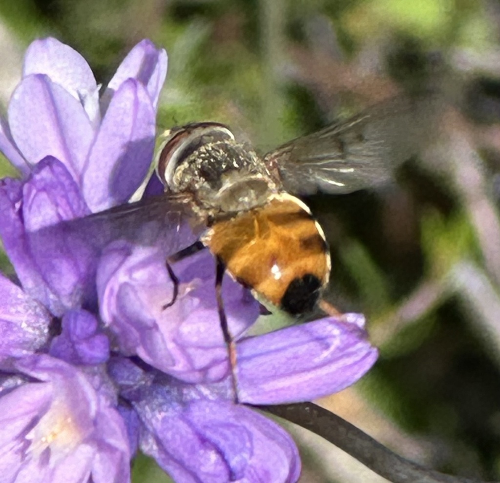 Haag's Bromeliad Fly