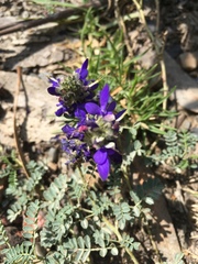 Dalea boliviana