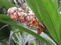 Alpinia nutans