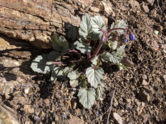 Phacelia campanularia