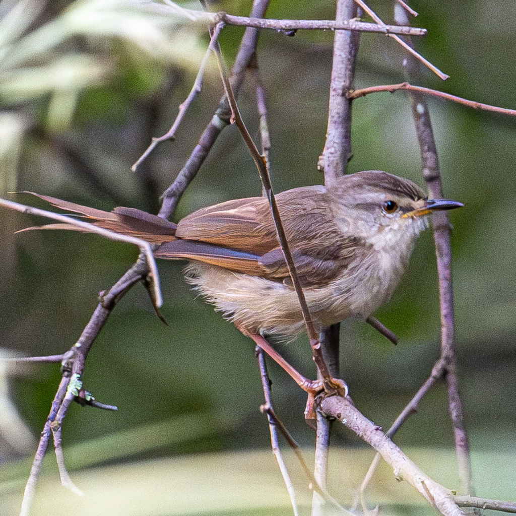 Tawny-flanked Prinia from West Rand District Municipality, South Africa ...