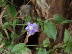 Convolvulus siculus siculus