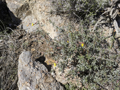 Acmispon rigidus