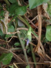 Convolvulus siculus siculus