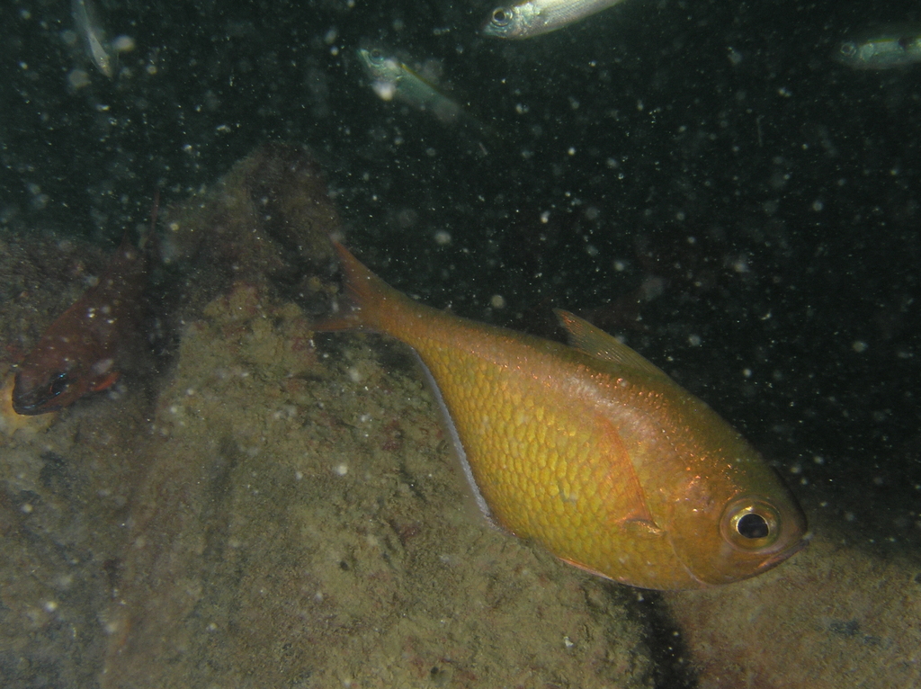 Black-edged sweeper (Pempheris molucca) — Pempheridae