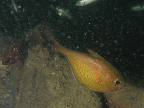 Black-edged sweeper (Pempheris molucca) — Pempheridae