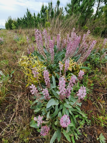 Image of Lupinus villosus by (c) Scott Allen Davis, some rights reserved (CC BY)