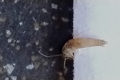 Common Silverfish, 8014 JK Zwolle, Nederland, photo 7 of 10
