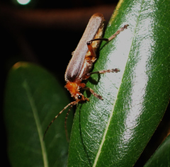 Pacificanthia consors