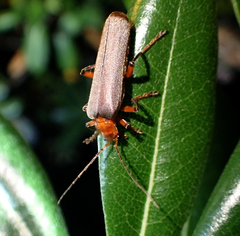 Pacificanthia consors