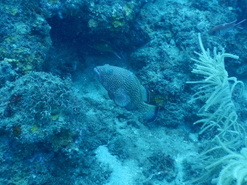 Deady (Epinephelus guttatus) — Serranidae — 4