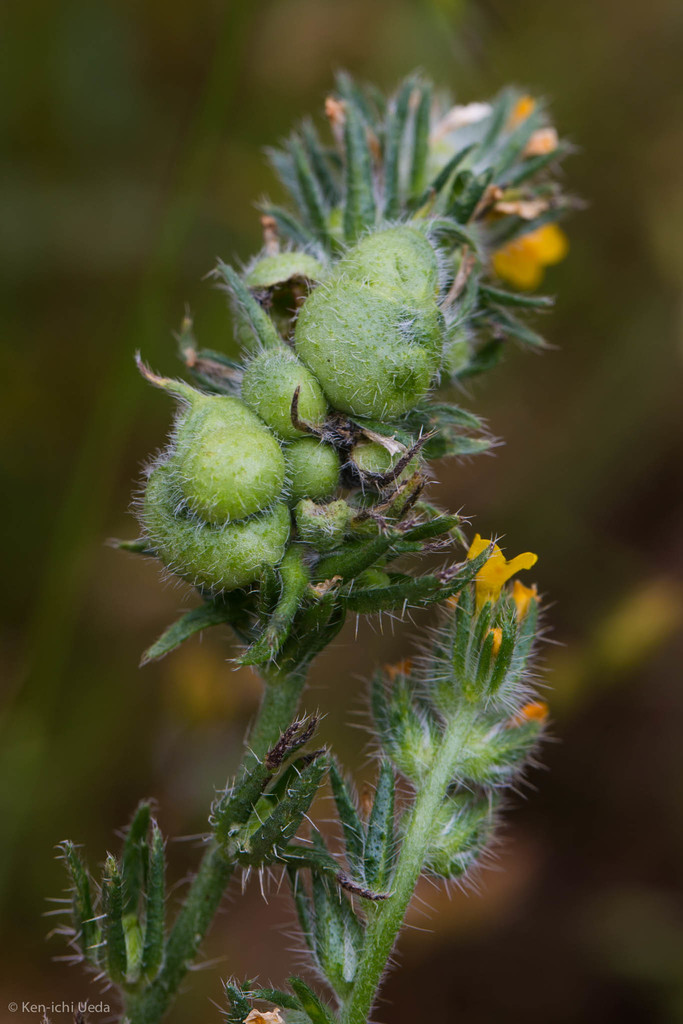 Fiddleneck Midge Gall