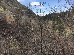 Crataegus erythropoda