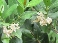 Tricalysia