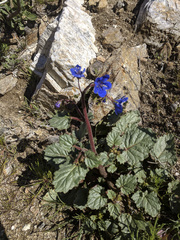 Phacelia campanularia
