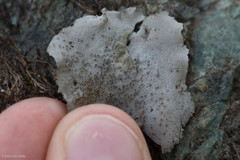 Dermatocarpon americanum