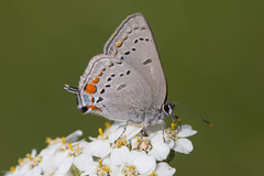 Satyrium californica