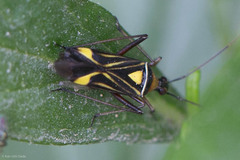 Closterocoris amoenus