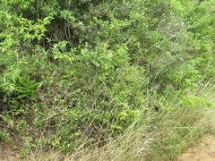 Gymnosporia markwardii