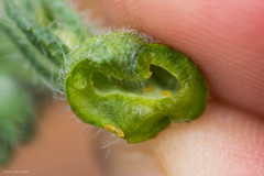 Schizomyia macrofila