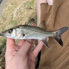 Largescale Fat Snook photo 1